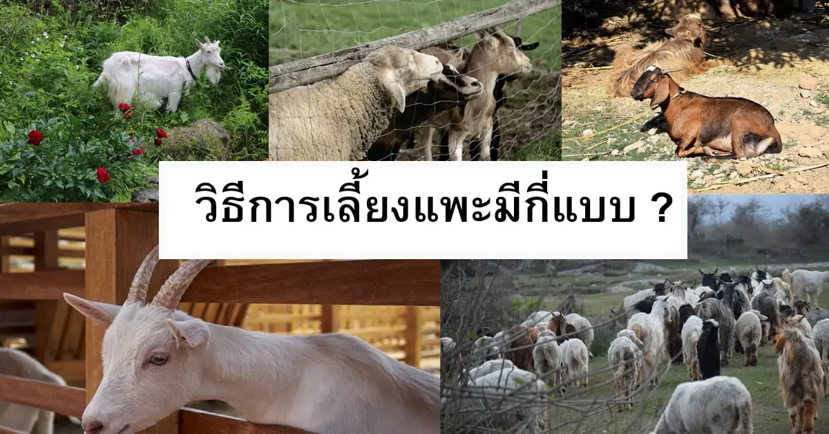 Read more about the article การเลี้ยงแพะมีกี่แบบ? เคล็ดลับการดูแลและเลือกใช้รั้วตาข่ายที่ดีที่สุด