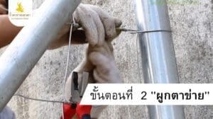 2.การติดตั้งรั้ว ตาข่ายเทวดา ขั้นตอนที่ 2 ผูกตาข่าย คลี่ตาข่ายไปตามแนวเสา