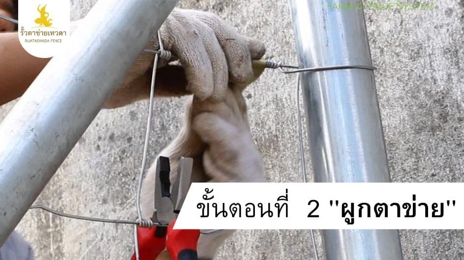 2.การติดตั้งรั้ว ตาข่ายเทวดา ขั้นตอนที่ 2 ผูกตาข่าย คลี่ตาข่ายไปตามแนวเสา