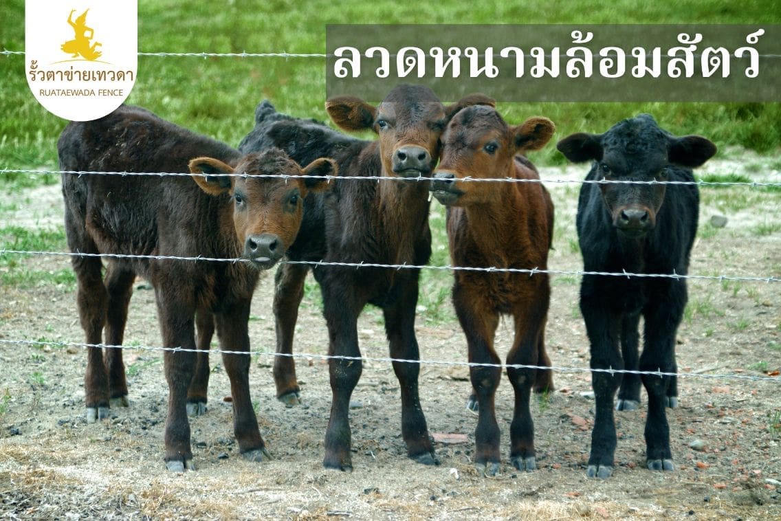ลวดหนามล้อมสัตว์