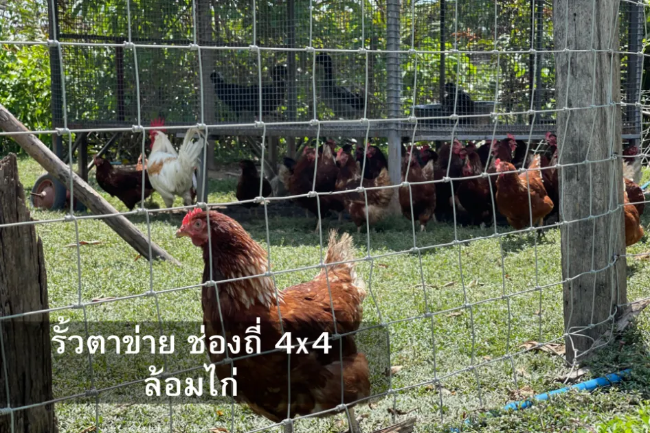 ตาข่าย ช่องถี่ 4x4 ล้อมไก่