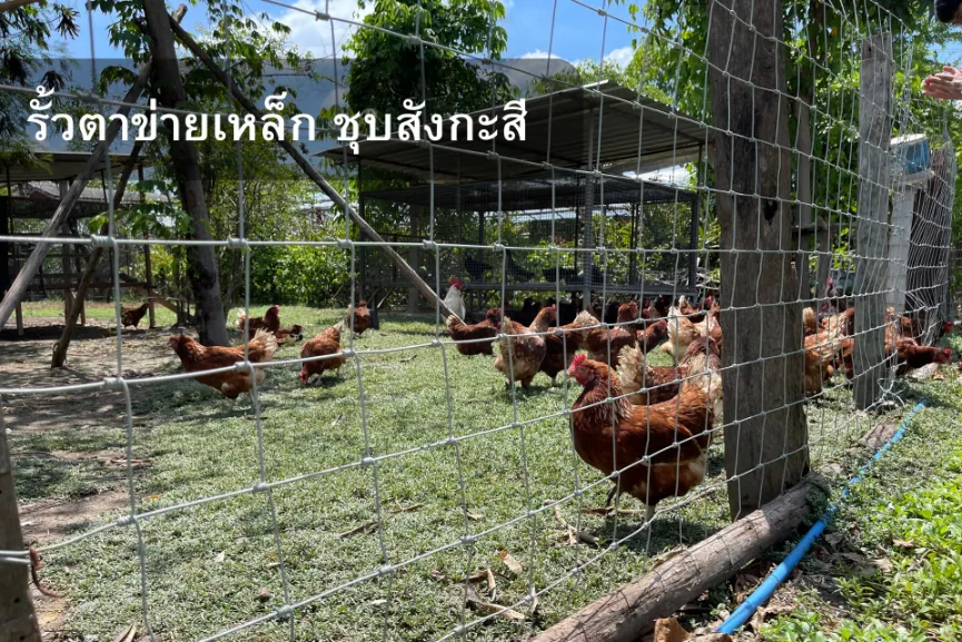 รั้วล้อมไก่ รั้วตาข่ายเหล็ก ชุบสังกะสี
