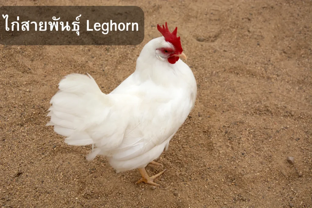 ไก่สายพันธุ์ Leghorn