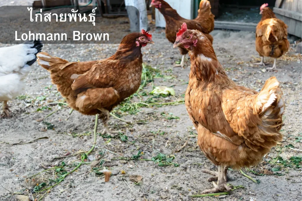 ไก่สายพันธุ์ Lohmann Brown