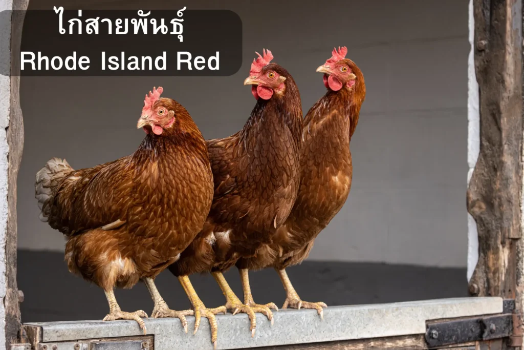 ไก่สายพันธุ์ Rhode Island Red
