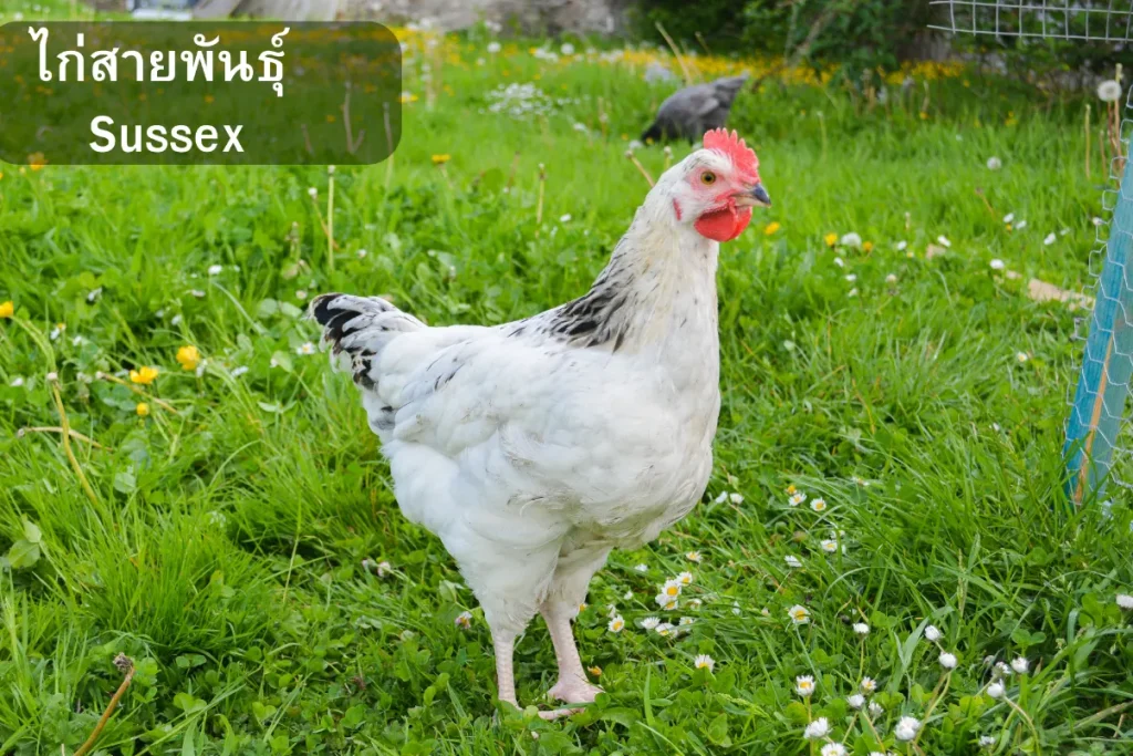 ไก่สายพันธุ์ Sussex