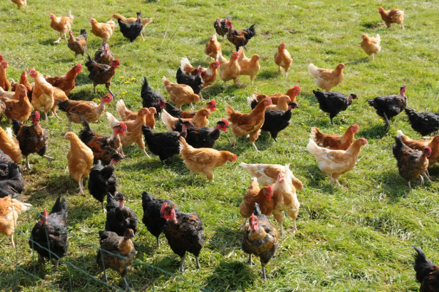ไก่ออร์แกนิกในฟาร์มแบบปล่อย (Free Range)